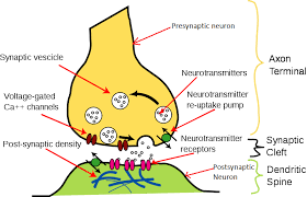 Neurotransmitter terminal